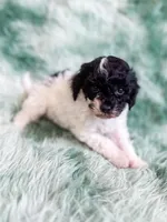Nampula, a male Cavapoo for sale in Temple, GA – Photo 5 of 10
