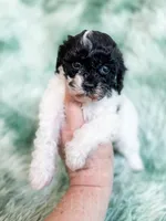 Nampula, a male Cavapoo for sale in Temple, GA – Photo 4 of 10