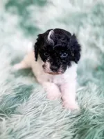 Nampula, a male Cavapoo for sale in Temple, GA – Photo 6 of 10
