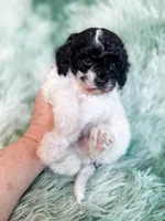Nampula, a male Cavapoo for sale in Temple, GA – Photo 1 of 10