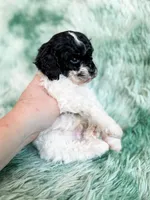 Nampula, a male Cavapoo for sale in Temple, GA – Photo 8 of 10