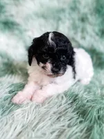 Nampula, a male Cavapoo for sale in Temple, GA – Photo 3 of 10