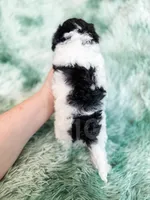 Nampula, a male Cavapoo for sale in Temple, GA – Photo 9 of 10