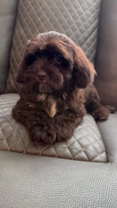 Brownie , a female Havapoo for sale in Temple, GA – 5 of 10