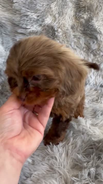 Primo, a male Cavapoo for sale in Temple, GA – 9 of 10