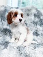 Chief, a male Cavapoo for sale in Temple, GA – 6 of 8