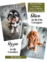 Caper, a male Cavapoo for sale in Temple, GA – Photo 6 of 6