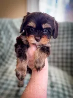 Caper, a male Cavapoo for sale in Temple, GA – Photo 4 of 6