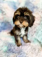 Caper, a male Cavapoo for sale in Temple, GA – Photo 1 of 7