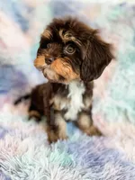 Caper, a male Cavapoo for sale in Temple, GA – Photo 4 of 7