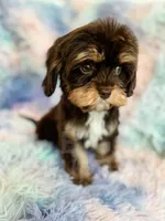 Caper, a male Cavapoo for sale in Temple, GA – Photo 3 of 7