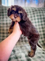 Caper, a male Cavapoo for sale in Temple, GA – Photo 5 of 6