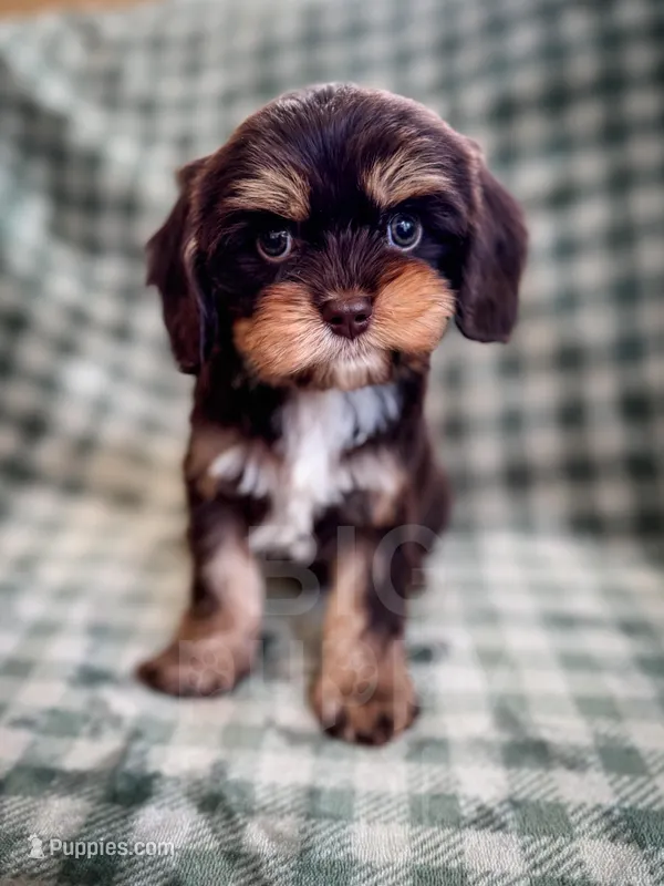 Caper – Cavapoo puppy for sale in Temple, GA