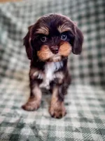 Caper, a male Cavapoo for sale in Temple, GA – Photo 1 of 6