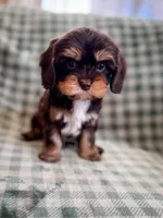 Caper, a male Cavapoo for sale in Temple, GA – Photo 3 of 6