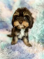 Caper, a male Cavapoo for sale in Temple, GA – Photo 2 of 7