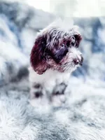 Moondogge, a male Cockapoo for sale in Temple, GA – 7 of 8