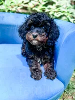 Chester, a male Cavapoo for sale in Temple, GA – 4 of 10