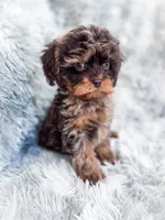Royal , a male Cavapoo for sale in Temple, GA – 4 of 10