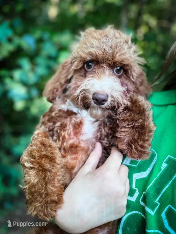 Katie – Cavapoo puppy for sale in Temple, GA
