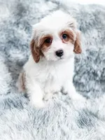 Bullet , a male Cavapoo for sale in Temple, GA – 1 of 9