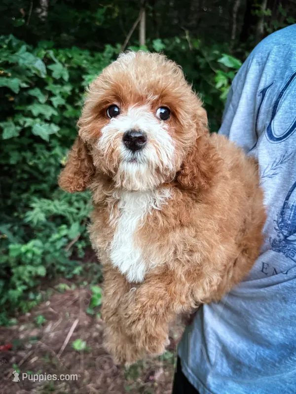 Cardinal  – Cavapoo puppy on hold in Temple, GA