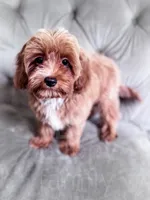 Orzo , a male Cavapoo for sale in Temple, GA – 3 of 5