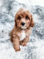 Scott, a male Cavapoo for sale in Temple, GA – 7 of 8