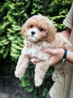 Merlin, a male Cavapoo for sale in Temple, GA – 7 of 7