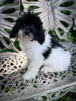 Nampula, a male Cavapoo for sale in Temple, GA – 2 of 8