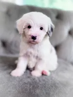 Barbie, a female Sheepadoodle for sale in Temple, GA – 2 of 7