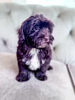 Brownie , a female Havapoo for sale in Temple, GA – 4 of 10