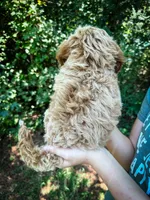 Slice - Mini, a male Cockapoo for sale in Temple, GA – 4 of 6