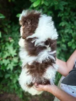 Mudslide, a male Cavapoo for sale in Temple, GA – 4 of 10