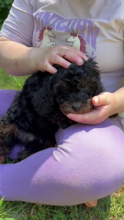 Chester, a male Cavapoo for sale in Temple, GA – 6 of 10