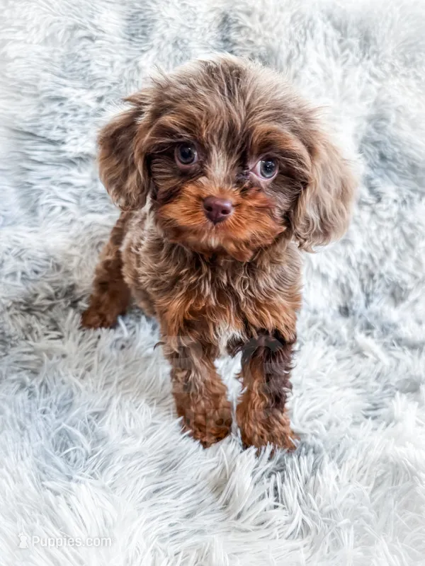 Primo, a male Cavapoo for sale in Temple, GA – 1 of 10