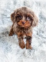 Primo, a male Cavapoo for sale in Temple, GA – 1 of 10