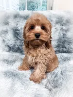 Fanta , a male Cockapoo for sale in Temple, GA – 1 of 10