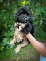 Grove , a male Cavapoo for sale in Temple, GA – 2 of 8