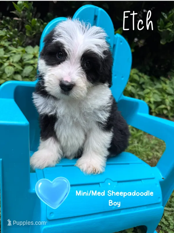 Etch - Mini Sheepadoodle – Sheepadoodle puppy on hold in Temple, GA