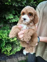 Cardinal , a male Cavapoo for sale in Temple, GA – 5 of 7