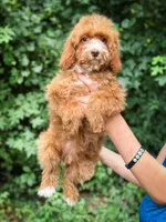 Katie, a female Cavapoo for sale in Temple, GA – 1 of 4