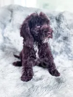 Russ, a male Cockapoo for sale in Temple, GA – 2 of 6
