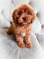 Grapefruit, a male Cavapoo for sale in Temple, GA – 2 of 6