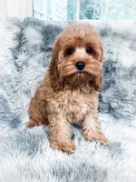 Fanta , a male Cockapoo for sale in Temple, GA – 3 of 10