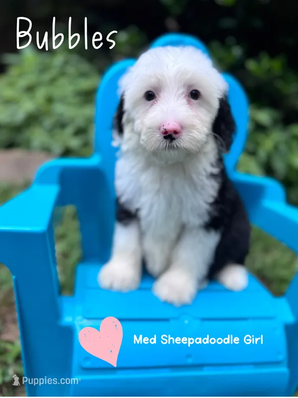 Bubbles – Sheepadoodle puppy for sale in Temple, GA