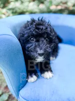 Lichinga, a female Cavapoo for sale in Temple, GA – 5 of 9