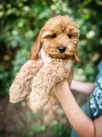 Fanta , a male Cockapoo for sale in Temple, GA – 3 of 6