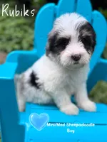 Rubiks, a male Sheepadoodle for sale in Temple, GA – 2 of 5