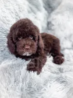 Eddie, a male Cockapoo for sale in Temple, GA – 7 of 8